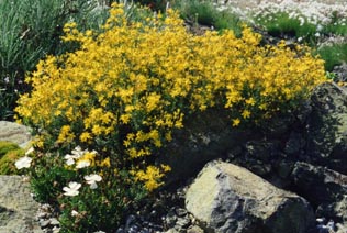 Hypericum empetrifolium ssp oliganthum